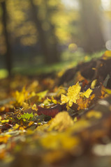 Photo of autumn colorful leaves in the park with bokeh background in a sunny weather