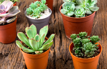 arrangement of succulents or cactus on wooden background
