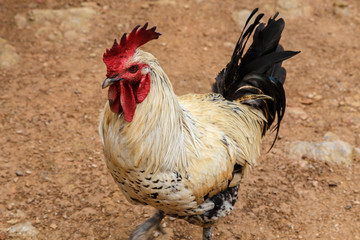 cockl in rustic farm yard outdoors