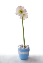Hippeastrum in a blue pot