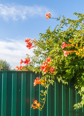 Blossoming vine tekoma (Campsis) on a fence