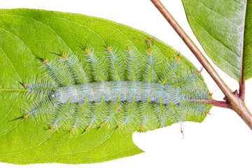 Obraz premium Common Archduke caterpillar