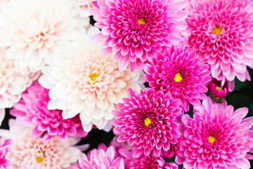 Beautiful Chrysanthemum Flowers, Closeup Chrysanthemum for background.