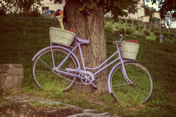 Fototapeta premium Old bicycle an old tree in Village Tihany of Hungary