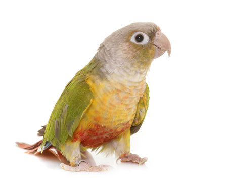 Conure In Studio