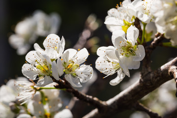 White Wild Himalayan cherry flowers