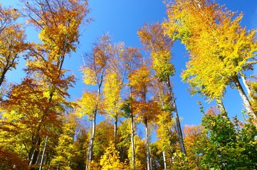 Naklejka premium Colorful forest