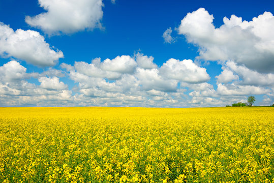 Endlose Rapsfeld in voller Blüte unter blauem Himmel mit Cumuluswolken