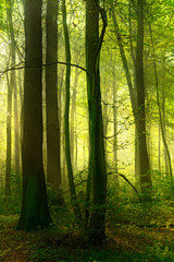 Stimmungsvolles Licht im Wald, Sonne und Nebel zaubern eine geheimnisvolle Atmosphäre