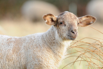 lamb standing on pasture