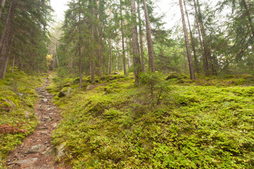 walking into the forest long a path in a cloudy day. No people a