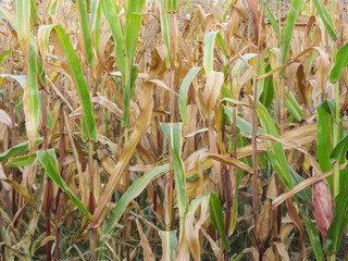 autumnal view on a corn field