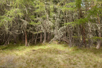 inside a typical forest of the Italian Alps