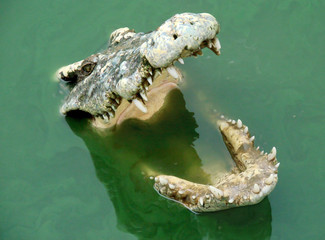 Crocodile open mouth in water. Thailand. © Sushchina Marya