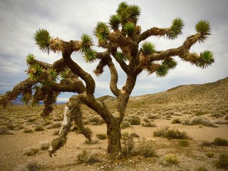 joshua tree, California, USA