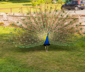 Male peacock displaying his plumage at Scone Plaace, Pethshire, Scotland, UK