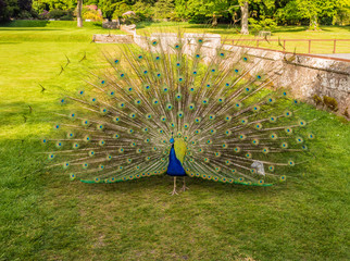 Male peacock displaying his plumage at Scone Plaace, Pethshire, Scotland, UK