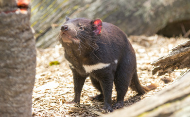 Tasmanian devil