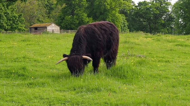 Highland cow grazing on grass at Scone Palace, Perthshire, Scotland, Uk