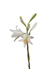 Fototapeta na wymiar Lilium candidum or the Madonna lily on a white background
