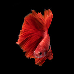 Capture the moving moment of fighting fish isolated on black bac