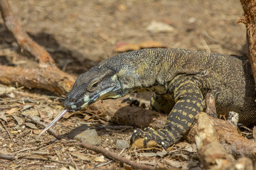 Goanna