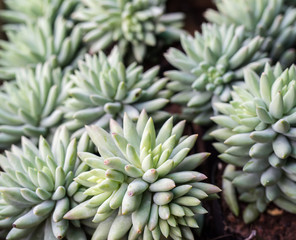 Fototapeta premium Miniature succulent plants in garden
