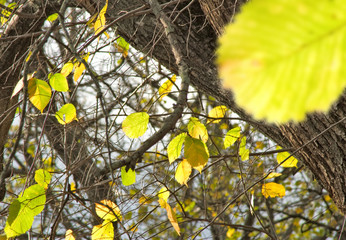 image of autumn trees in the park close-up