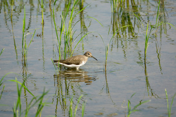 Common sandpiper wandering in shallow water