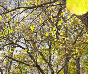 image of autumn trees in the park close-up