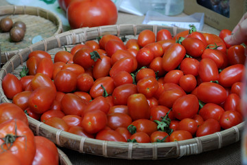 tomato fruit at safety agriculture fair