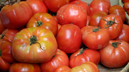 tomato fruit at safety agriculture fair