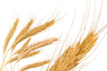 image of wheat on white background closeup