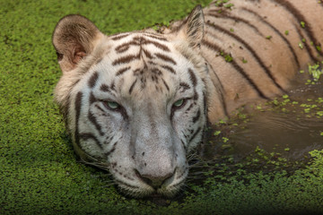 Fototapeta na wymiar White Bengal tiger portrait closeup head shot