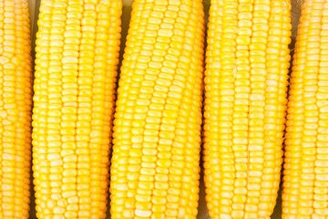 fresh ear of  sweet corn on cobs kernels or grains of ripe corn on white background  vegetable isolated
