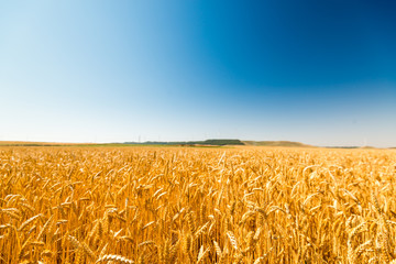 A field of crop ready to be gathered bathed in the sun © Blazar Fotografía
