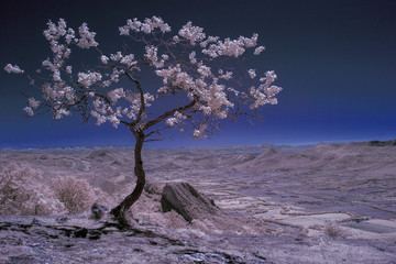 Infrared Landscape V