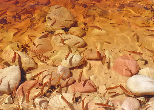 Big rock / huge rock on the bank of river reddish Carrao, among the huge tepuis of Venezuela's Gran Sabana

