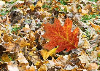  image of autumn leaf in the forest close-up