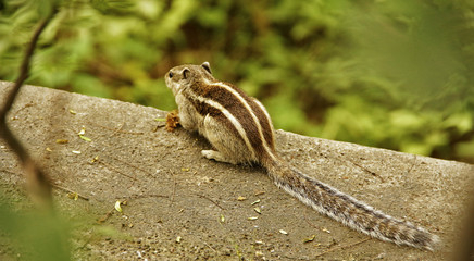 squirrel