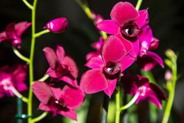 prachtvolle, riesige Orchideen in den schönsten Farben in warmem Sonnenlicht