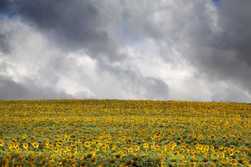 Cielo tormentoso sobre campo de girasoles