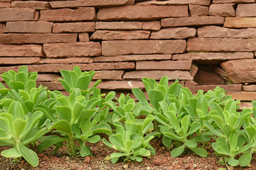 Cactus in Queen Sirikit Botanic Garden