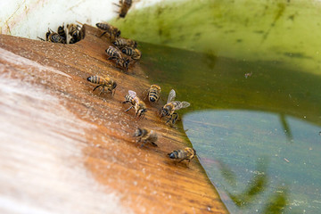 Bees drinking water at the summer.