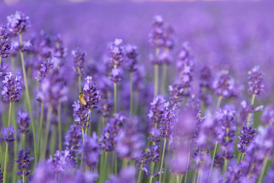 flower blooming in Japan © kanuman