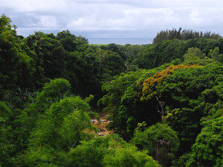 Fototapeta na wymiar Jungle in Mauritius. Green vegetation, river and sea.