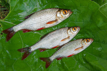 Several common rudd fish on natural background.