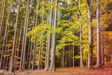 Forest - Colorful Autumn Scene