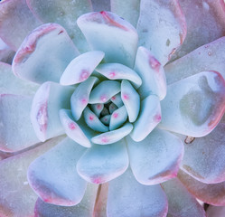  Miniature succulent plants in garden