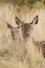 Red Deer, Deer, Cervus elaphus - Rut time.